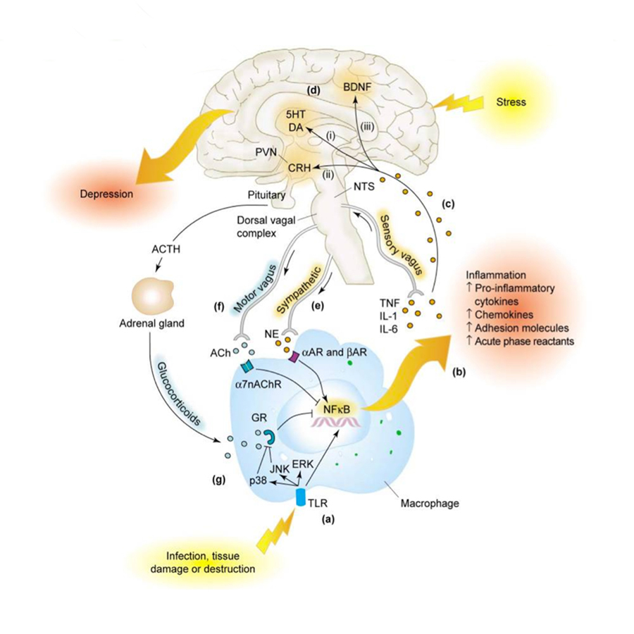 Schema: Stress, Immunreaktion und Depression – Zusammenhang zwischen Stressoren, Immunsystem, HPA-Achse und Gehirn